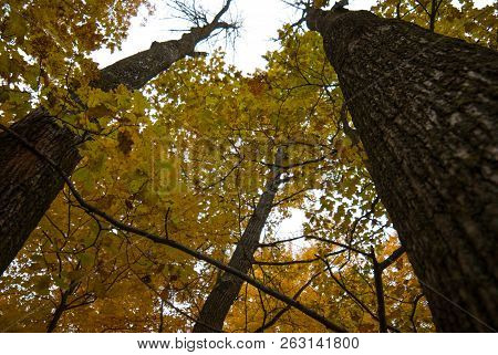 Looking Up Through Yellow Fall Leaves In Tall Trees By Hinckley Minnesota