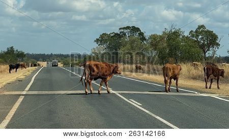 Cattle Feeding On The Side Of A Highway In Outback Australia During The Drought