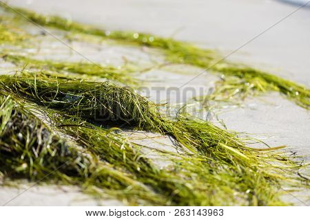 Seaweed Long Grass At Beach Close Up