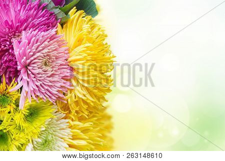 Chrisantemum Fresh Fall Flowers Border On Green Garden Background