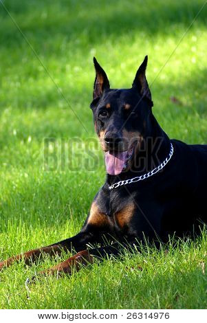 Doberman Pinscher ในหญ้า