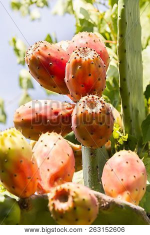 Ripe Prickly Pear From Apulia, Italy