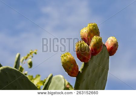 Red Prickly Pear Cactus With Fruit And Cactus Spines