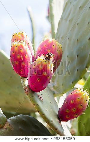Prickly Pear Ripe Fruit On A Branch, Vertical, Salento, Apulia, Italy