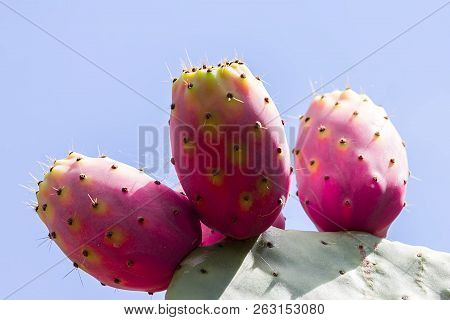 Cactus Figs On Tree, Salento, Apulia, Italy