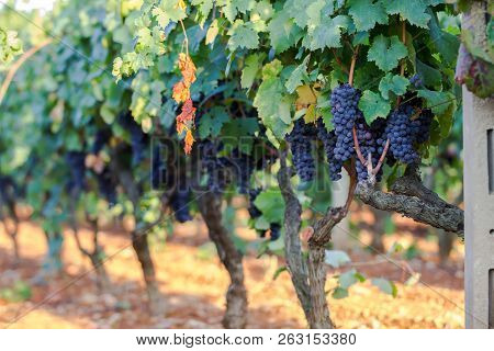 Vine Grapes On A Branch, Primitivo Of Manduria