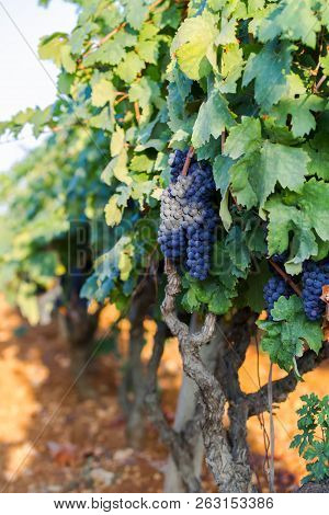 Vine Grapes On A Branch, Primitivo Of Manduria, Vintage In Apulia