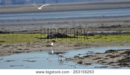 Gulls On Muddy Flats At Low Tide, Langstone Harbour, Hampshire Uk