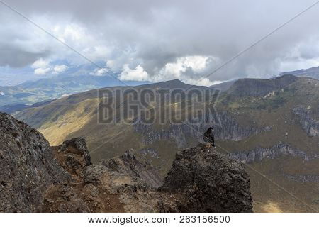 Eagle On Ruca Pichincha Over Quito, Ecuador