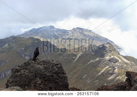 Eagle On Ruca Pichincha Over Quito, Ecuador