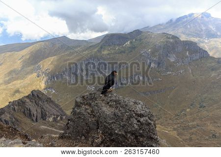 Eagle On Ruca Pichincha Over Quito, Ecuador