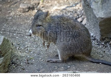 This Is A Side View Of A Long Nosed Potoroo