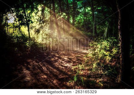 Sunlit Forest Trail. Sunlight Streams Through Dense Trees And Casts Shadows Along A Hiking Path. Lan