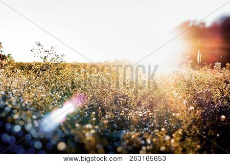 Field Of Dreams. A Sunburst And Lens Flare Highlight This Brightly Lit Field Of Bushes. Dream-like S