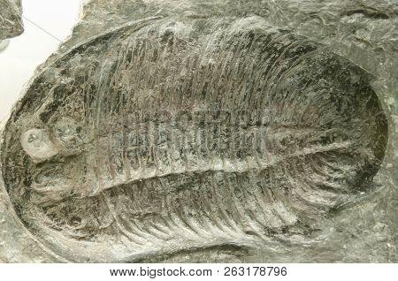 Prehistoric Trilobite Fossil Encrusted In A Rock