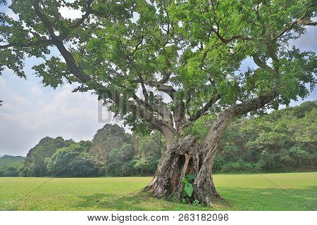 A Big Treee At The Gold Club