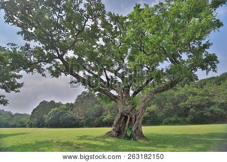 A Big Treee At The Gold Club