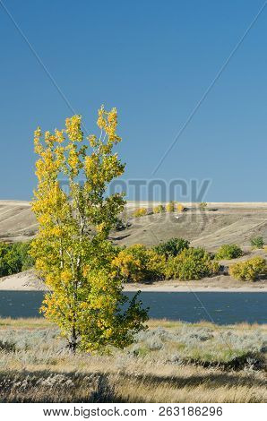 Poplar Tree With Fall Colors And Lake Diefenbaker At The Saskatchewan Landing Provincial Park