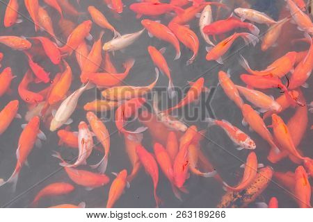 Koi Carp Fish In The Lake Or Pond. Top View. Horizontal.
