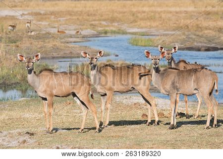 Group Of Adult Female Kudus Standing By Water With Oxpeckers On Back Bwabwata National Park, Namibia