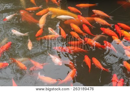Koi Carp Fish In The Lake Or Pond. Top View. Horizontal.