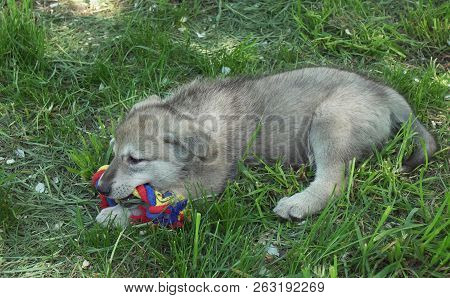 Beautiful Amusing Puppies Of Saarloos Wolfhound On Green Lawn In The Park
