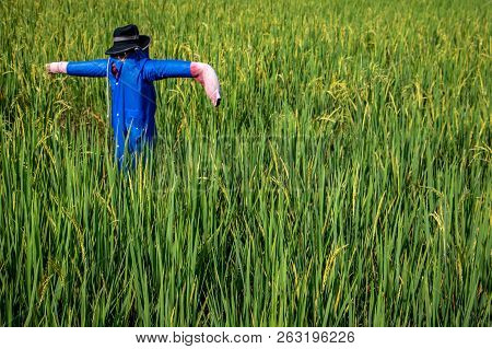 Scarecrow Or Strawman In The Green Paddy Field. The Photo Of Rice Field Farm Land.
