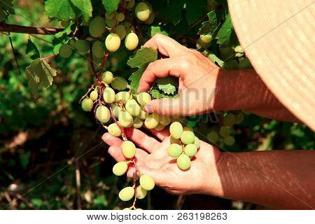 Grape Harvesting.
A Woman Collects Delicious Grapes. Hot Summer.
