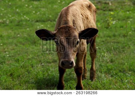 Shot Of Calf On The Medow. Nature, Animals Concept.