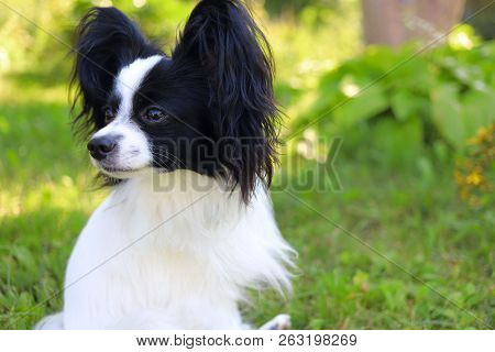 Cropped Shot Of A Dog Looking To The Side.  Continental Toy Spaniel. Papillon Dog.