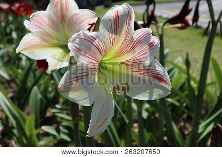 Lilies Grow In Bloom And Are Beautiful