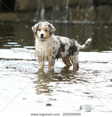Amazing Australian Shepherd Puppy In A River