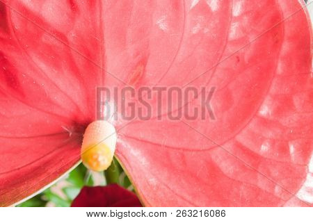 Anthurium Andraeanum Is A Flowering Plant Species In The Araceae Family. The Species Is Native To Co