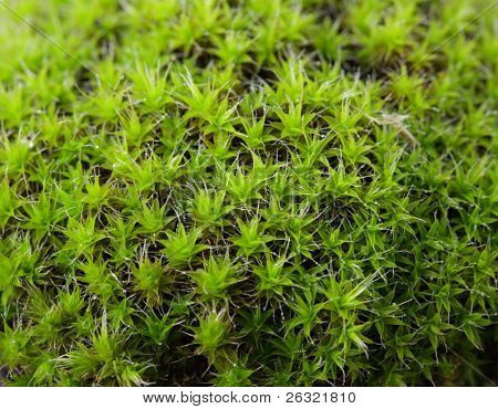 Tortula subulata (tortula moss)