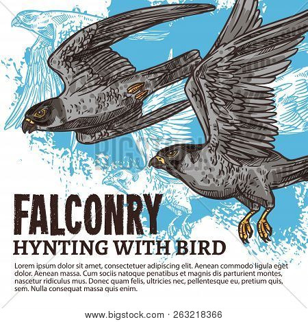Falconry Hunting Sport, Sketch With Wild Falcon Birds. Predator Species With Broad Wings, Sharp Beak