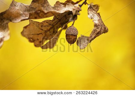 A Small Oak Branch With Dry Leaves And A Single Acorn On A Golden Background Of Autumn Forest