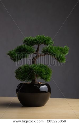 Bonsai On The Desk. The Backdrop Is A Dark Gray Background. The Bonsai Concept Adorned The Desk To R