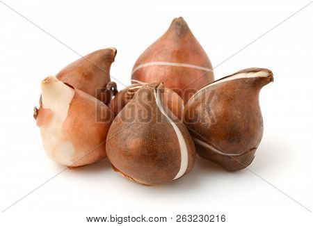 Grop of tulip  bulbs isolated on white 