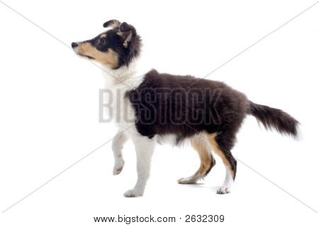 Adorable Shetie Puppy