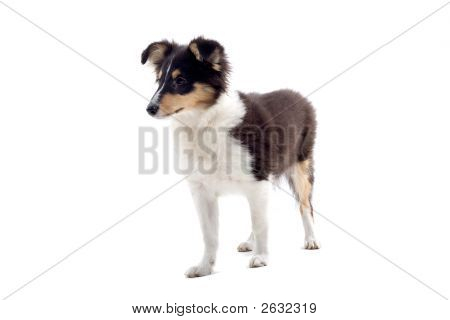 One Lovely Shetland Dog