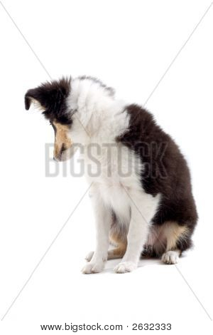 Adorable Shetland'S Dog