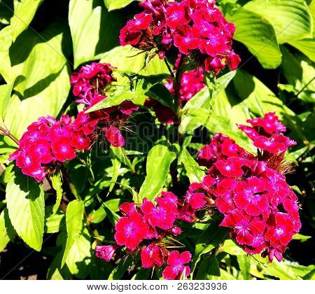 Blooming Flower Carnation With Leaves, Living Natural Nature, Aroma Bouquet Flora. Carnation Flower 