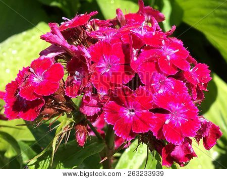 Blooming Flower Carnation With Leaves, Living Natural Nature, Aroma Bouquet Flora. Carnation Flower 