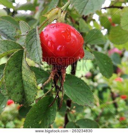 Sweet Red Berry Briar Growing On Bush With Leaves Green, Natural Plant Product Hanging On Branch. Br