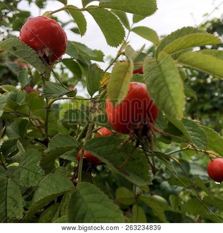 Sweet Red Berry Briar Growing On Bush With Leaves Green, Natural Plant Product Hanging On Branch. Br