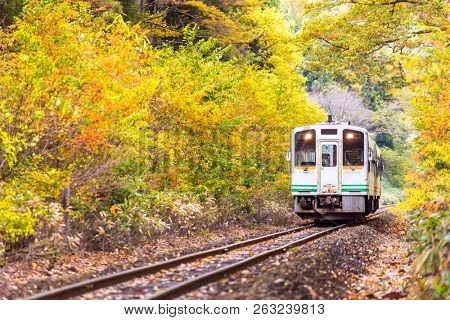 Autumn fall foliage with white train commuter in Fukushima Japan