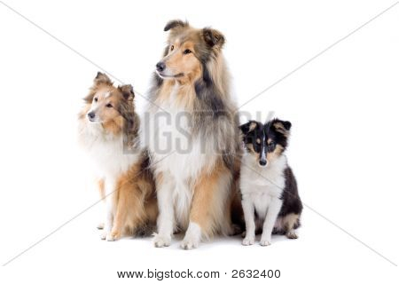 Tres perros Shetland Adorable