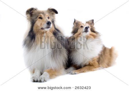 Two Adorable Shetland Dogs Posing