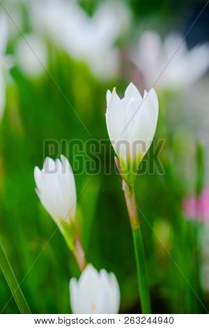 Beautiful Rain Lily Flower. Zephyranthes Lily ,fairy Lily, Little Witches. (zephyranthas Sp.)