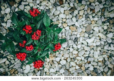 Pentas Lanceolata Or Egyptian Star Cluster Flowers Blooming In Garden.